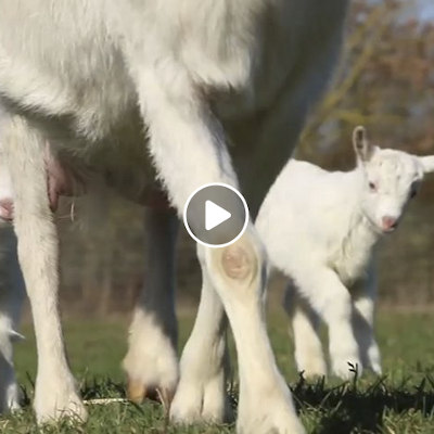 Bärta und ihre Söhne, Ärnie & Bärt, Ziegenbabies im Land der Tiere, dem veganen Tierschutzzentrum zwischen Hamburg, Berlin und Lüneburg