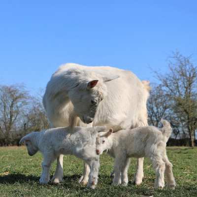 Bärta und ihre Söhne, Ärnie & Bärt, Ziegenbabies im Land der Tiere, dem veganen Tierschutzzentrum zwischen Hamburg, Berlin und Lüneburg