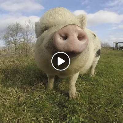 Leben ist nicht genug. Grünes Gras gehört auch dazu!