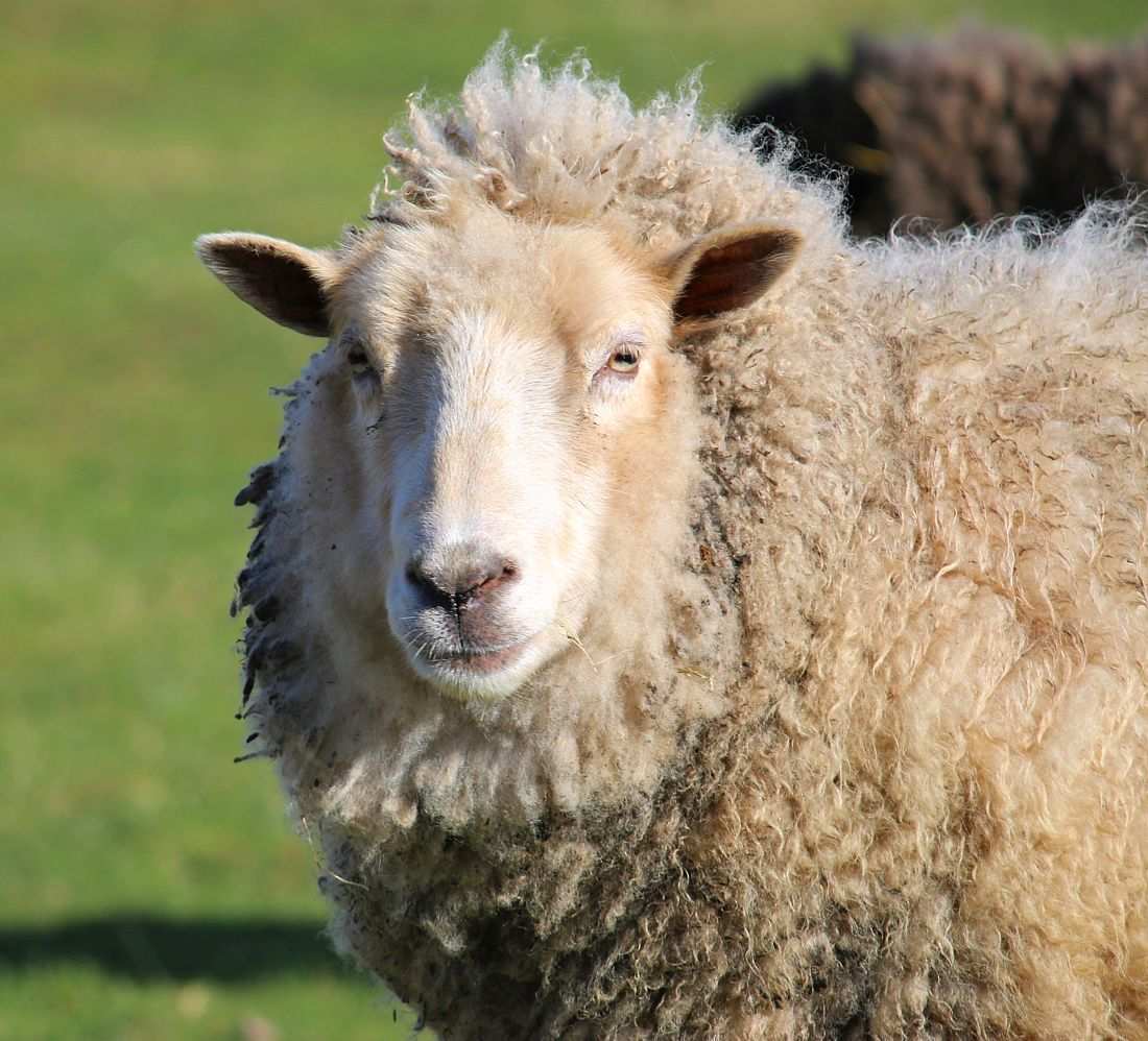 Brigitte, Schaf im Land der Tiere