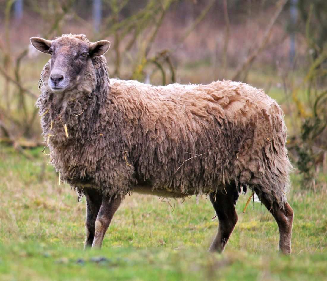 Paulchen, Schaf im Land der Tiere