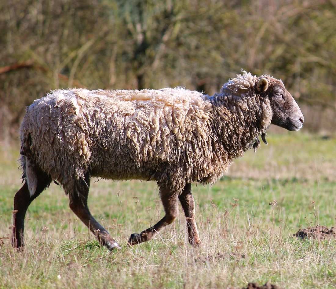 Paulchen, Schaf im Land der Tiere
