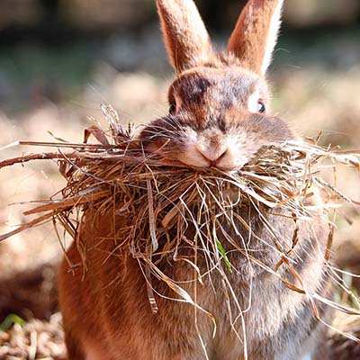 Kaninchen Freddy im Land der Tiere