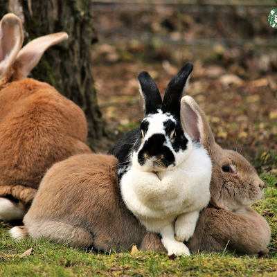 Der Kuschelhaufen: Pfefferminza, Petrasilia & Möhritz, gerettete Kaninchen im Land der Tiere