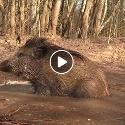 Resi & Helge, gerettete (Wild)Schweine im Land der Tiere