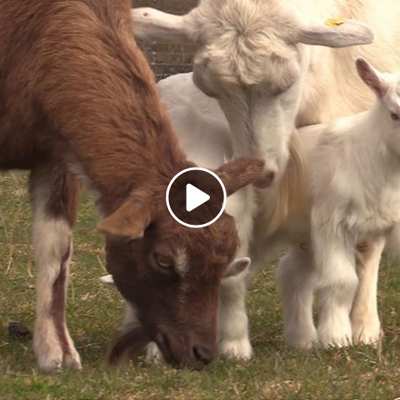 Bärta und ihre Söhne, Ärnie & Bärt, Ziegenbabies im Land der Tiere, dem veganen Tierschutzzentrum zwischen Hamburg, Berlin und Lüneburg