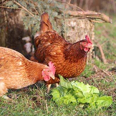 die Meiers, Hühner im Land der Tiere, dem Gnadenhof/Lebenshof zwischen Hamburg und Berlin