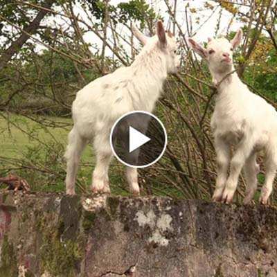 Ziegenkinder Ärnie & Bärt: Turnstunden am Weißdorn im Land der Tiere