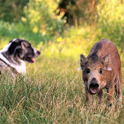 Hündin Muli & Wildschwein Resi im Land der Tiere, dem veganen Tierschutzzentrum zwischen Hamburg, Berlin und Lüneburg