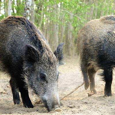 Wildschweinwaisen Resi & Pippa suchen nach Leckereien im Sand