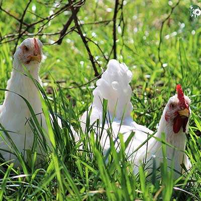 Die Wiesengrüns, ehemalige "Masthühner" im Land der Tiere, dem veganen Tierschutzzentrum zwischen Hamburg, Berlin und Lüneburg