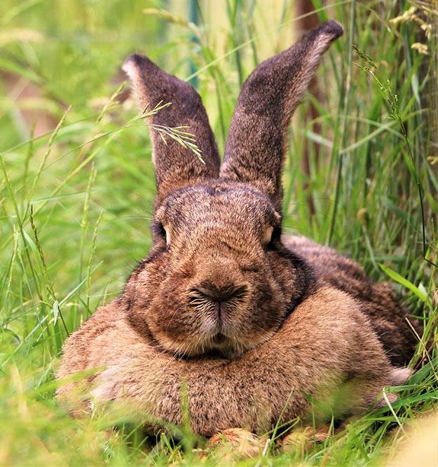 Gerettetes Kaninchen Henriette im Land der Tiere, dem veganen Tierschutzzentrum zwischen Hamburg, Berlin und Lüneburg