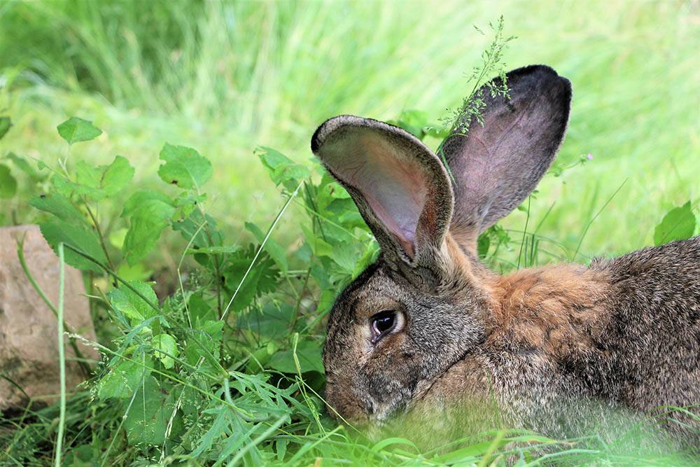 Gerettetes Kaninchen Renate im Land der Tiere, dem veganen Tierschutzzentrum zwischen Hamburg, Berlin und Lüneburg