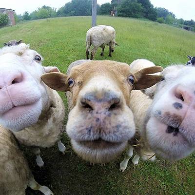 Von wegen "Blöde Schafe"