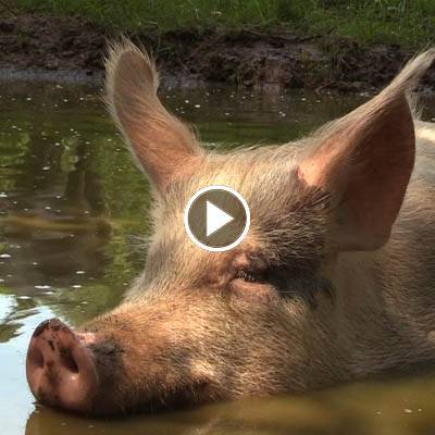 Badezeit im Schweineland im Land der Tiere, dem veganen Tierschutzzentrum zwischen Hamburg, Berlin und Lüneburg