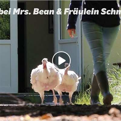Fräulein Schmittlauch & Mrs. Bean, zwei Puten im Land der Tiere, dem veganen Tierschutzzentrum zwischen Hamburg, Berlin und Lüneburg