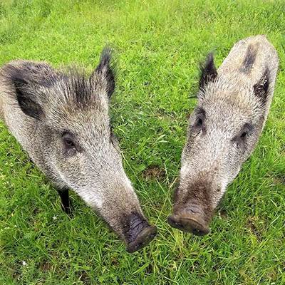 Wildschweine Resi & Pippa im Land der Tiere, dem veganen Tierschutzzentrum zwischen Hamburg, Berlin und Lüneburg