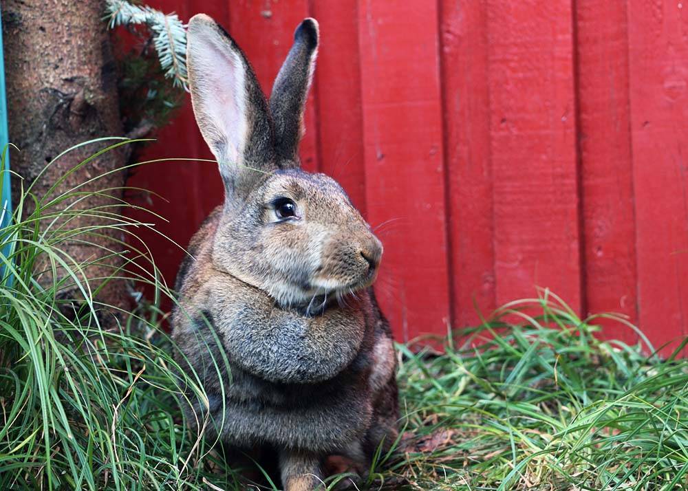 Kaninchen Lilli im Land der Tiere, dem veganen Tierschutzzentrum zwischen Hamburg, Berlin und Lüneburg