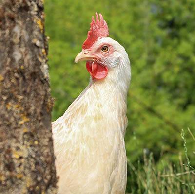 Huhn Mat im Land der Tiere, dem veganen Tierschutzzentrum zwischen Hamburg, Berlin und Lüneburg