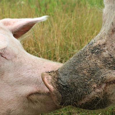 Gerettete Schweine, Anni & Rosalie, im Land der Tiere, dem veganen Tierschutzzentrum zwischen Hamburg, Berlin und Lüneburg