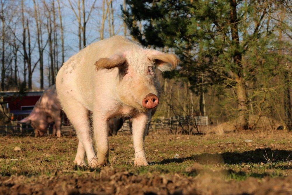 Schwein Rosalie im Land de Tiere, dem veganen Tierschutzzentrum zwischen Hamburg, Berlin und Lüneburg