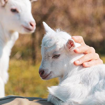Die Ziegen Ärnie & Bärt im Land der Tiere, dem veganen Tierschutzzentrum zwischen Hamburg, Berlin und Lüneburg
