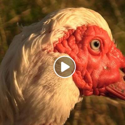 Die Enten Elliot & Edgar am Ententeich im Land der Tiere, dem veganen Tierschutzzentrum zwischen Hamburg, Berlin und Lüneburg