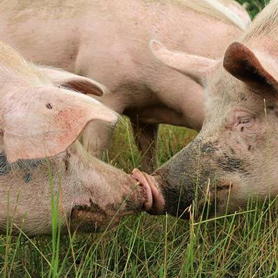 Anni & Helge, gerettete Schweine im Land der Tiere, dem veganen Tierschutzzentrum zwischen Hamburg, Berlin und Lüneburg