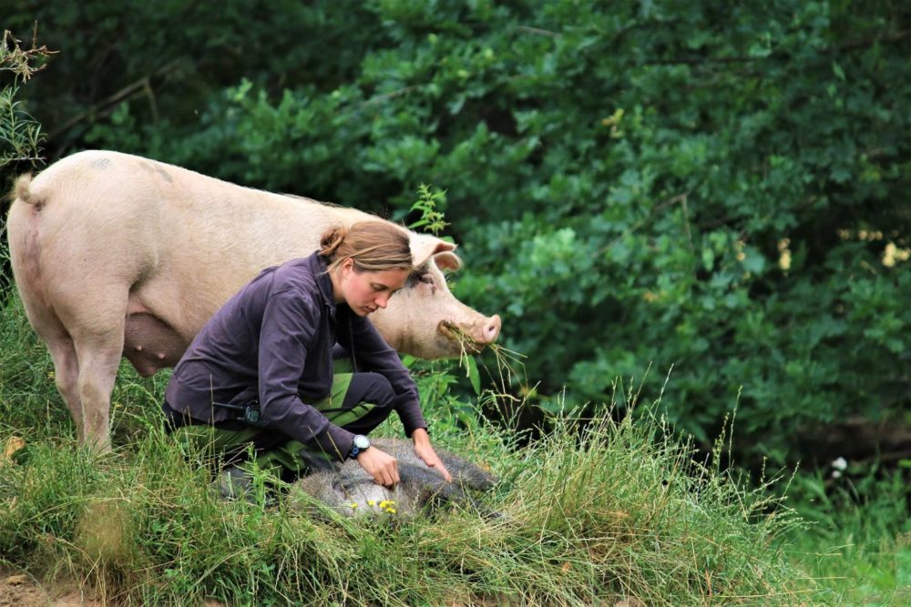 Bundesfreiwillige Corinna mit Schwein Helge und Wildschwein Resi im Land der Tiere, dem veganen Tierschutzzentrum zwischen Hamburg, Berlin und Lüneburg