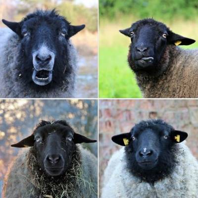 Die Geschwisterschafe Ferdinand, Emma, Marie und Luise im Land der Tiere, dem veganen Tierschutzzentrum zwischen Hamburg, Berlin und Lüneburg