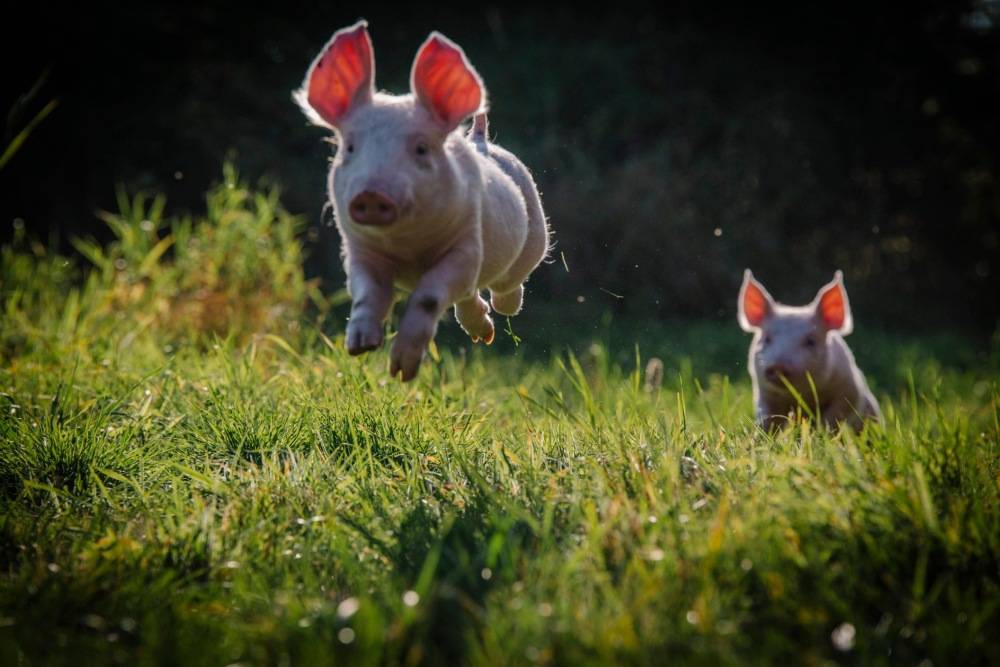 Die Schweine Rosalie & Anni im Land der Tiere, dem veganen Tierschutzzentrum zwischen Hamburg, Berlin und Lüneburg