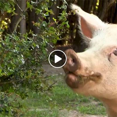 Gartenarbeit bei den Schweinen im Schweineland