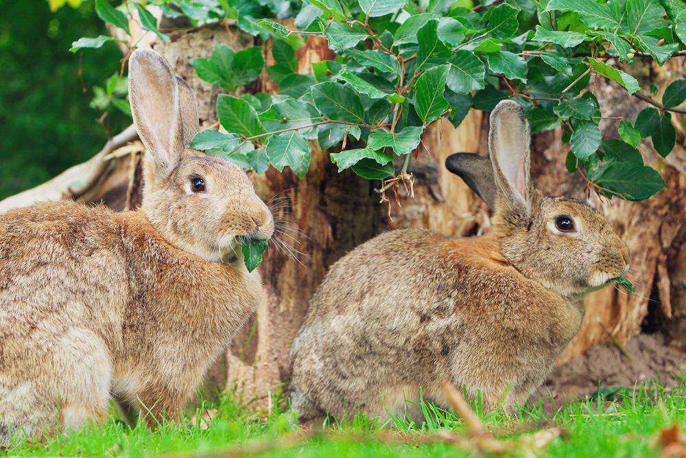 Familie Dr. Hasenbein, gerettete Kaninchen im Land der Tiere, dem veganen Tierschutzzentrum zwischen Hamburg, Berlin und Lüneburg