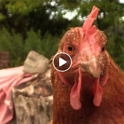 Lebenshof statt Schlachthof: Ein Morgen bei den Hennen im Land der Tiere, dem veganen Tierschutzzentrum zwischen Hamburg, Berlin und Lüneburg