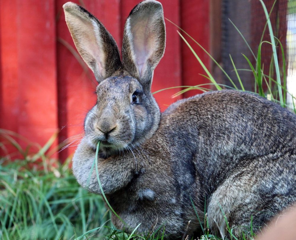 Kaninchen Lilli im Land der Tiere, dem veganen Tierschutzzentrum zwischen Hamburg, Berlin und Lüneburg