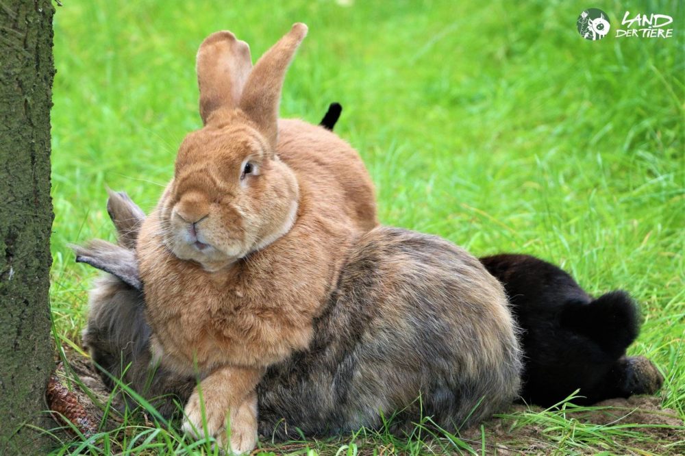 Kaninchen Linus kuschelt mit Alf und Molly im Land der Tiere, dem veganen Tierschutzzentrum zwischen Hamburg, Berlin und Lüneburg