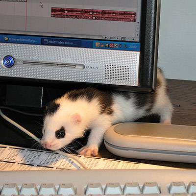 Nick, geretteter Mink, hilft bei der Büroarbeit