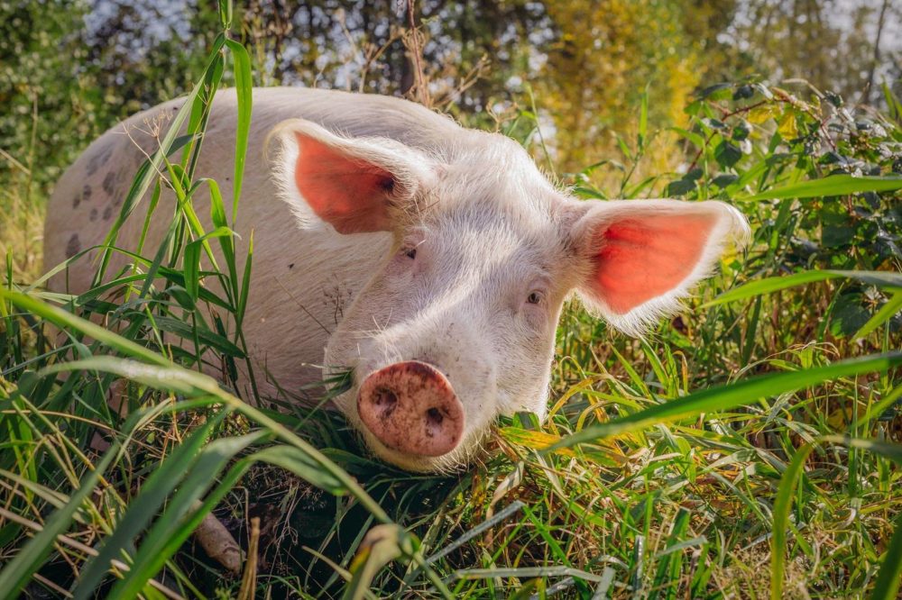 Schwein Rosalie im Land der Tiere, dem veganen Tierschutzzentrum zwischen Hamburg, Berlin und Lüneburg