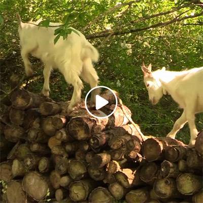 Spielzeit bei Ärnie & Bärt, zwei Ziegenkindern im Land der Tiere, dem veganen Tierschutzzentrum zwischen Hamburg, Berlin und Lüneburg