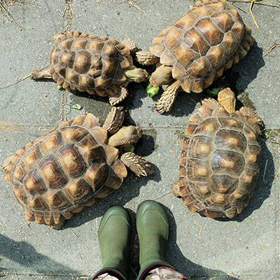 Die Afrikanischen Spornschildkröten im Land der Tiere, dem veganen Tierschutzzentrum zwischen Hamburg, Berlin und Lüneburg