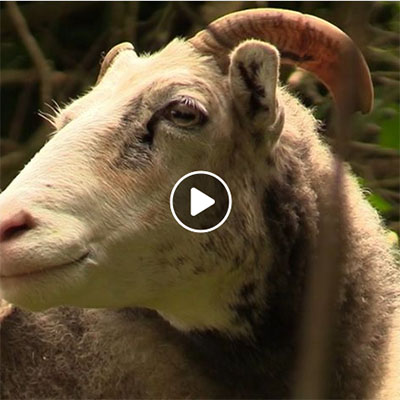 Waldspaziergang der Schafe und Ziegen im Land der Tiere, dem veganen Tierschutzzentrum zwischen Hamburg, Berlin und Lüneburg