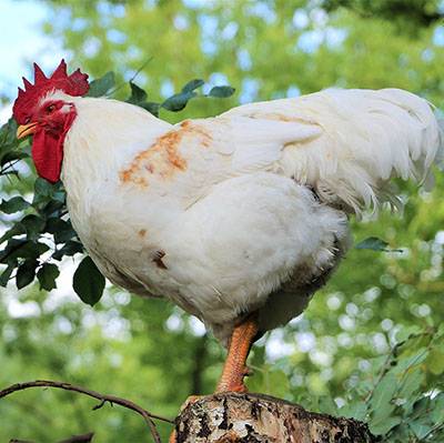 Die Wiesengrüns: Gerettete "Masthähne" im Land der Tiere, dem veganen Tierschutzzentrum zwischen Hamburg, Berlin und Lüneburg