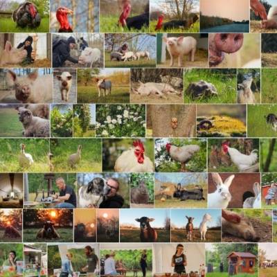 Fotos von Schweinen, Puten, Hühnern und anderen geretteten ehemaligen "Nutztieren" gesucht? Haben wir für euch in unserem Flickr-Profil.