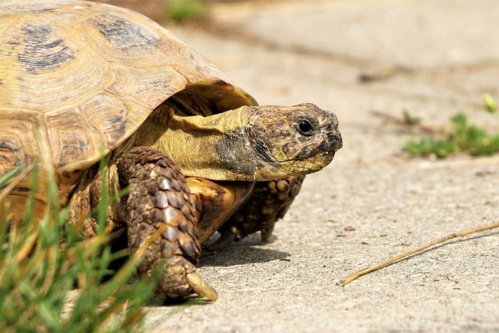 Schildkröte Boa im Land der Tiere, dem veganen Tierschutzzentrum zwischen Hamburg, Berlin und Lüneburg