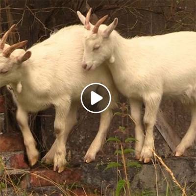 Die Ziegen Ärnie & Bärt im Land der Tiere, dem veganen Tierschutzzentrum zwischen Hamburg, Berlin und Lüneburg