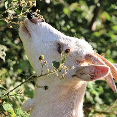 Ziegenkind Ärnie im Land der Tiere, dem veganen Tierschutzzentrum zwischen Hamburg, Berlin und Lüneburg