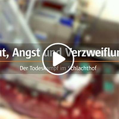 Animal Rights Watch (ARIWA) veröffentlicht aktuelles Videomaterial aus einem regionalen Schlachthof mit Bio-Zertifizierung und Neuland-Zulassung.