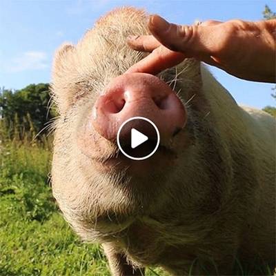 Minischwein Eddies Hautpflegeprogramm im Land der Tiere, dem veganen Tierschutzzentrum zwischen Hamburg, Berlin und Lüneburg