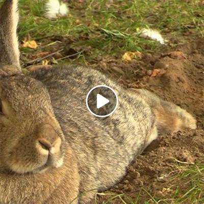 Frau Heinrich, gerettetes Kaninchen im Land der Tiere, dem veganen Tierschutzzentrum zwischen Hamburg, Berlin und Lüneburg