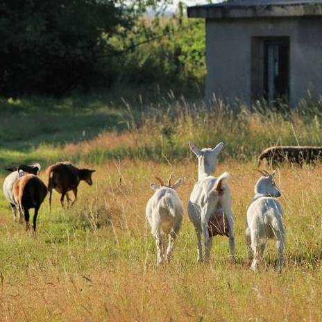 Frühstücksspaziergang im Land der Tiere, dem veganen Tierschutzzentrum zwischen Hamburg, Berlin und Lüneburg